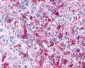 CRHR2 / CRF2 Receptor Antibody (Extracellular Domain)